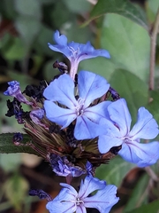 Ceratostigma plumbaginoides