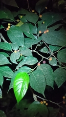 Ficus irisana