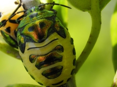 Poecilocoris lewisi