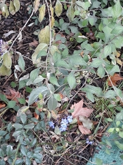 Ceratostigma plumbaginoides