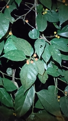 Ficus irisana