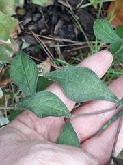 Ceratostigma plumbaginoides