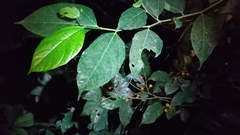 Ficus irisana