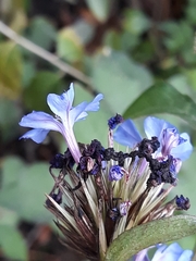 Ceratostigma plumbaginoides