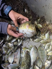 Sphoeroides maculatus