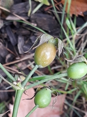 Ceratostigma plumbaginoides