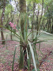 Aechmea distichantha