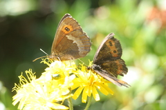 Erebia euryale
