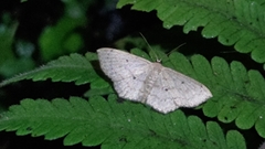 Scopula propinquaria