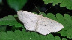 Scopula propinquaria