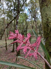 Aechmea distichantha