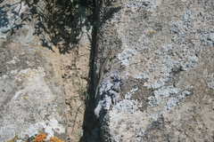 Podarcis siculus tyrrhenicus