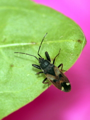 Eremocoris abietis