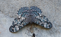 Hamadryas