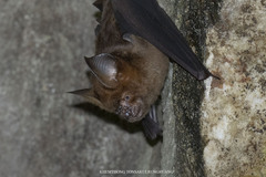 Hipposideros armiger
