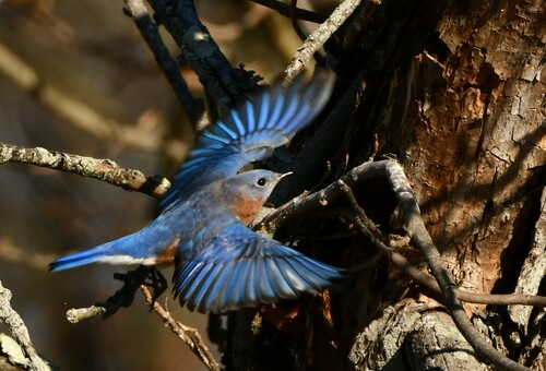 Eastern Bluebird