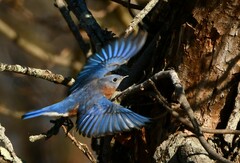 Eastern Bluebird photo 5