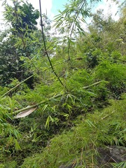 Bambusoideae