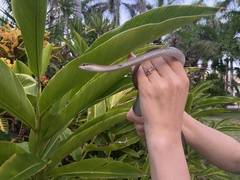 Mastigodryas melanolomus