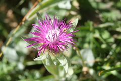 Centaurea uniflora