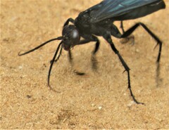 Batozonellus fuliginosus