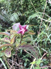 Clerodendrum fortunatum