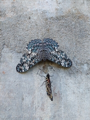 Hamadryas