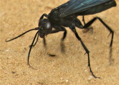 Batozonellus fuliginosus