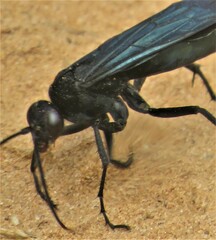 Batozonellus fuliginosus