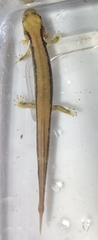 Onychodactylus koreanus