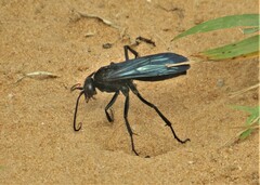 Batozonellus fuliginosus