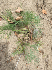 Artemisia campestris caudata