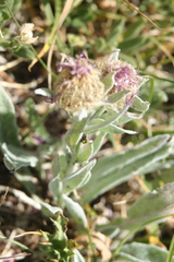 Centaurea uniflora