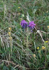 Oxytropis strobilacea