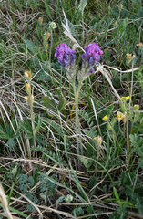 Oxytropis strobilacea