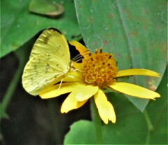 Eurema hecabe solifera