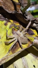 Heteropoda pingtungensis
