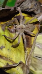 Heteropoda pingtungensis