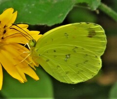 Eurema hecabe solifera