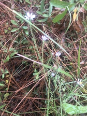 Symphyotrichum walteri