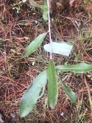 Quercus incana