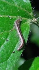 Cleidogona