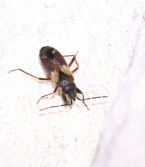 Eremocoris abietis