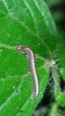Cleidogona