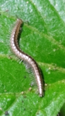 Cleidogona