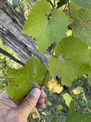 Vitis berlandieri