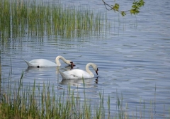 Cygnus olor
