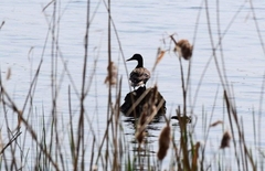 Anas platyrhynchos