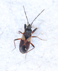 Eremocoris abietis
