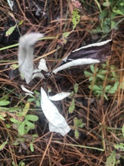 Pterocaulon pycnostachyum